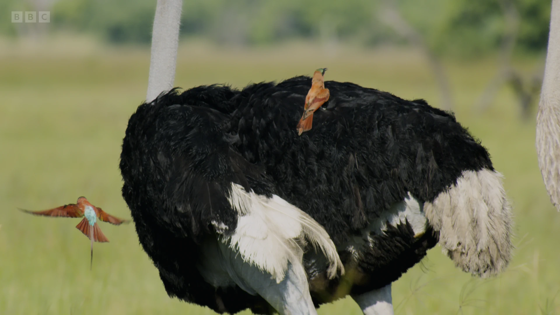 South African ostrich (Struthio camelus australis) as shown in Planet Earth II - Grasslands